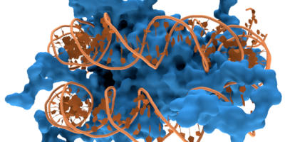Nukleosom - DNA und Histon