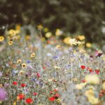 Jesus liebt unsere Umwelt - auch Wiesenblumen